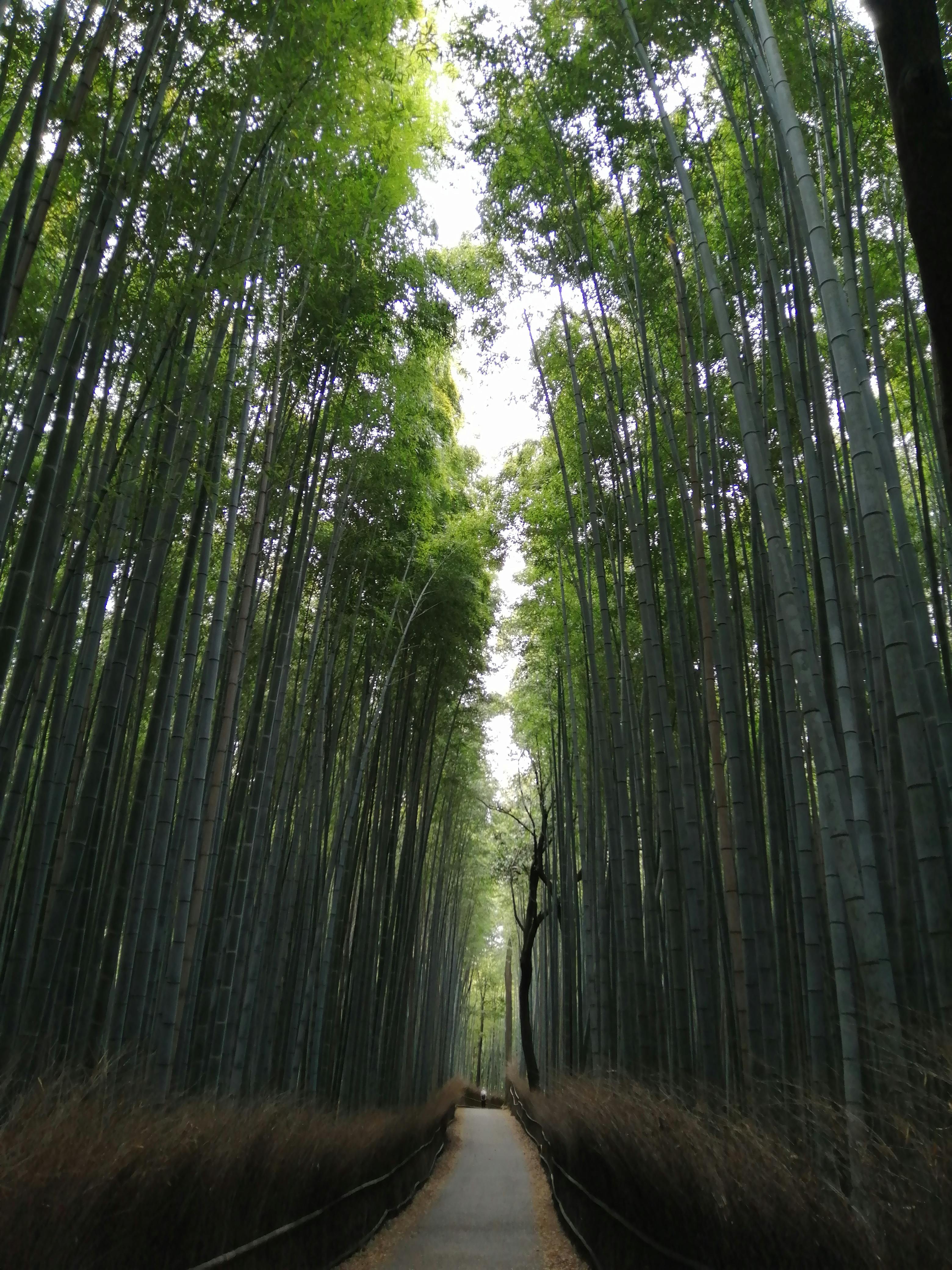 嵐山竹林旅遊照看似清幽,但許多人實際造訪發現遊客多到像菜市場。(示意圖,pexels)