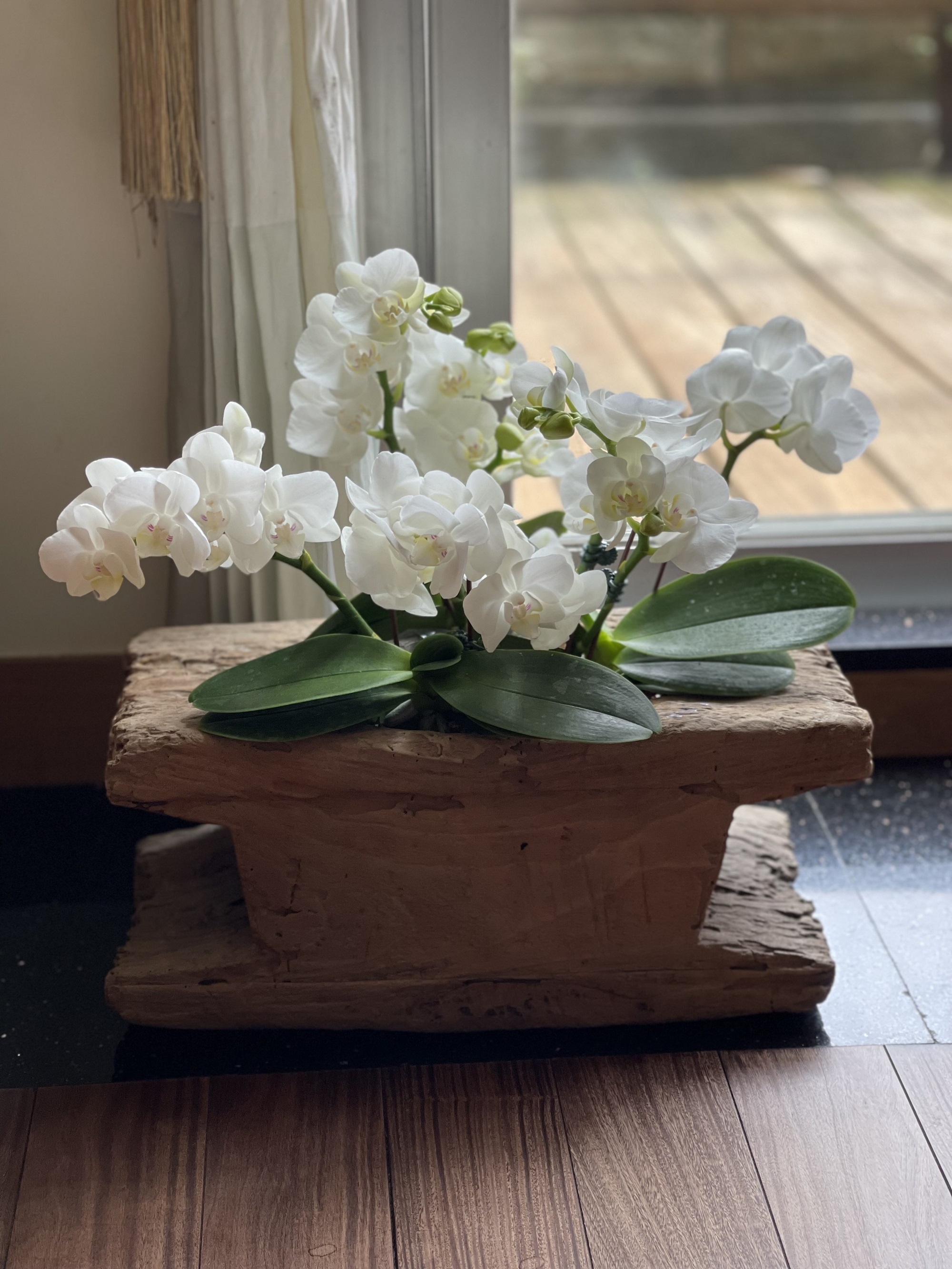陳慧玲家中珍藏的台灣阿嬤蘭花。(陳慧玲提供)