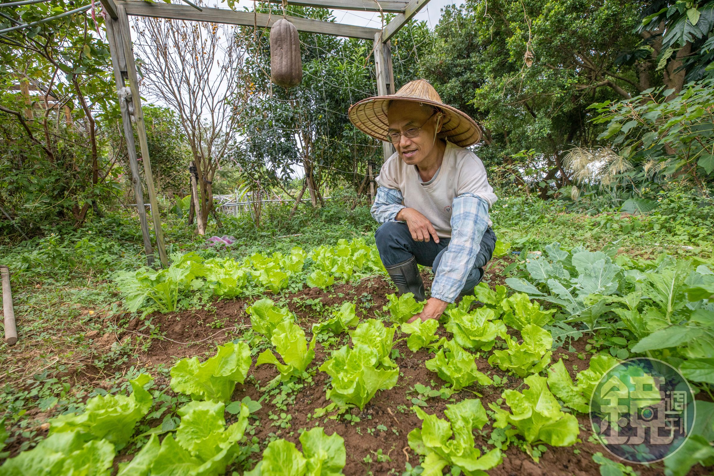 退休公教人員禮林在山上租了一塊30坪大小的地,種滿當季蔬果、咖啡豆,過著愜意生活。