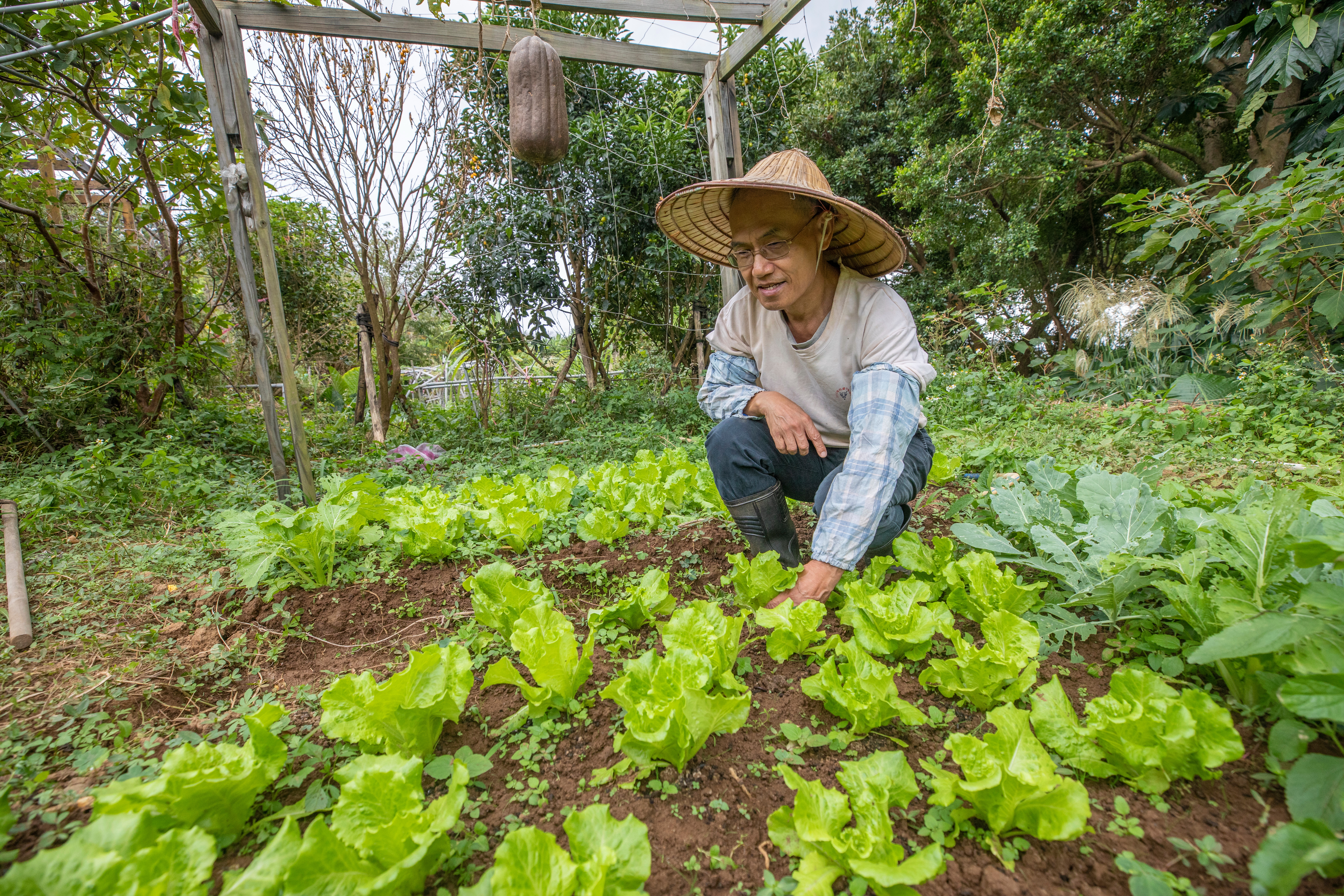 退休公教人員禮林在山上租了一塊30坪大小的地，種滿當季蔬果、咖啡豆，過著愜意生活。