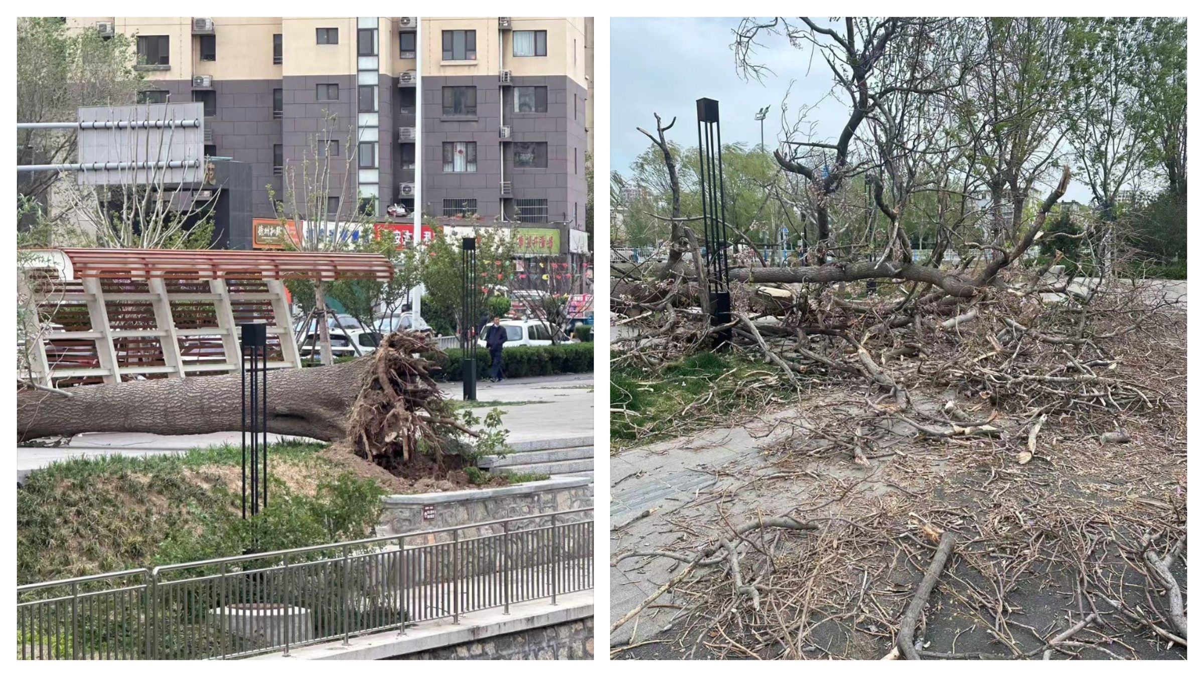 因為極端大風，中國多地陸續出現災情。（翻攝自微博@無懼攀爬）