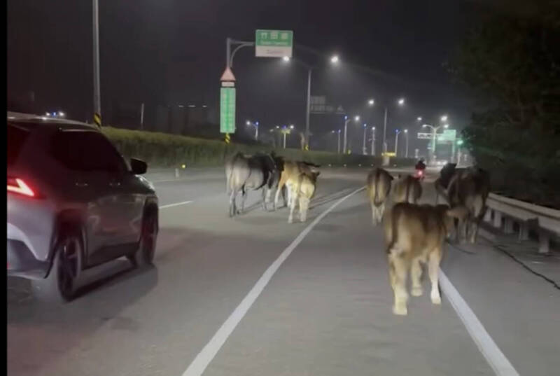 台一線屏東潮州大橋附近，昨晚驚見一大群黃牛亂入閒晃，嚇壞駕駛。（翻攝畫面）