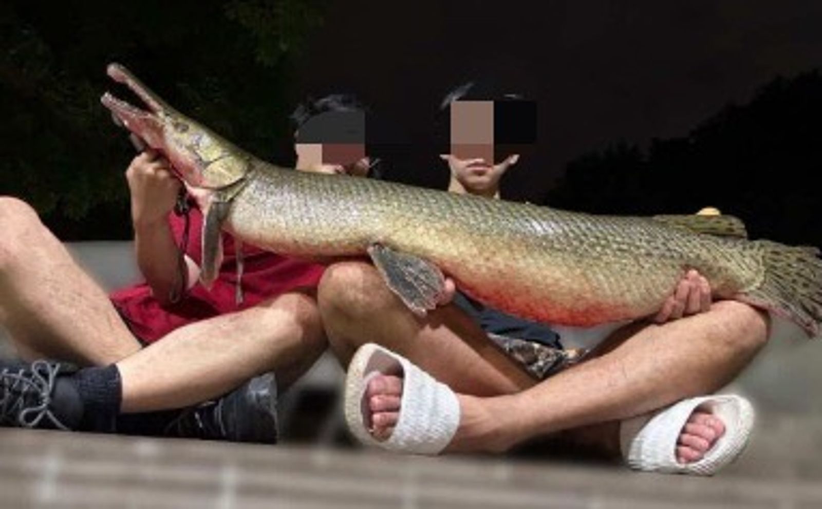 228公園吉祥物「鱷魚火箭」被吃掉!2人還爽發料理照 成大釣魚社被點名急澄清