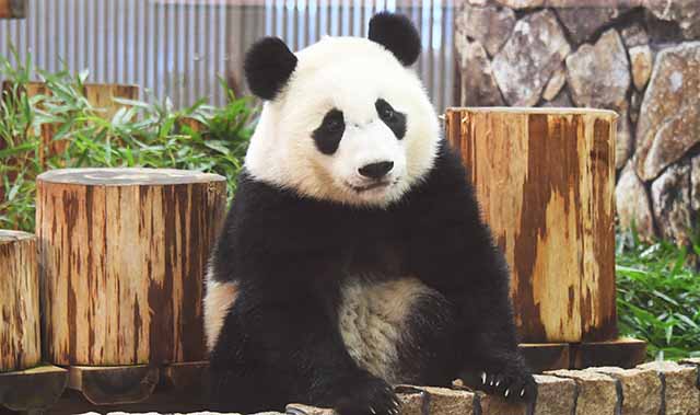 大貓熊楓濱（4歲）。（翻攝冒險大世界遊樂園官網）