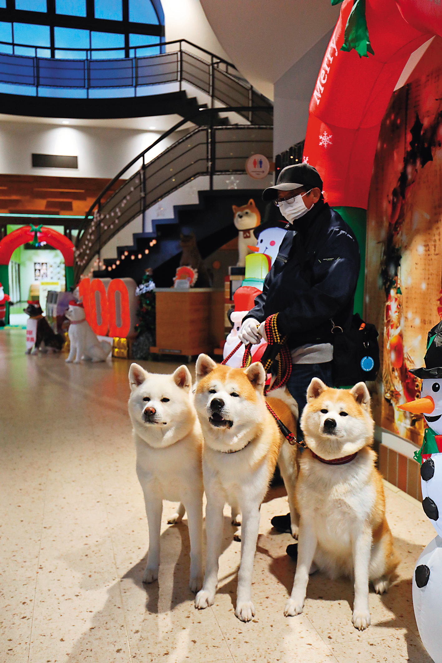 在秋田犬之里遇見正要出去散步的3隻看板秋田犬，牠們其實是母子兩代，媽媽毛色純白。
