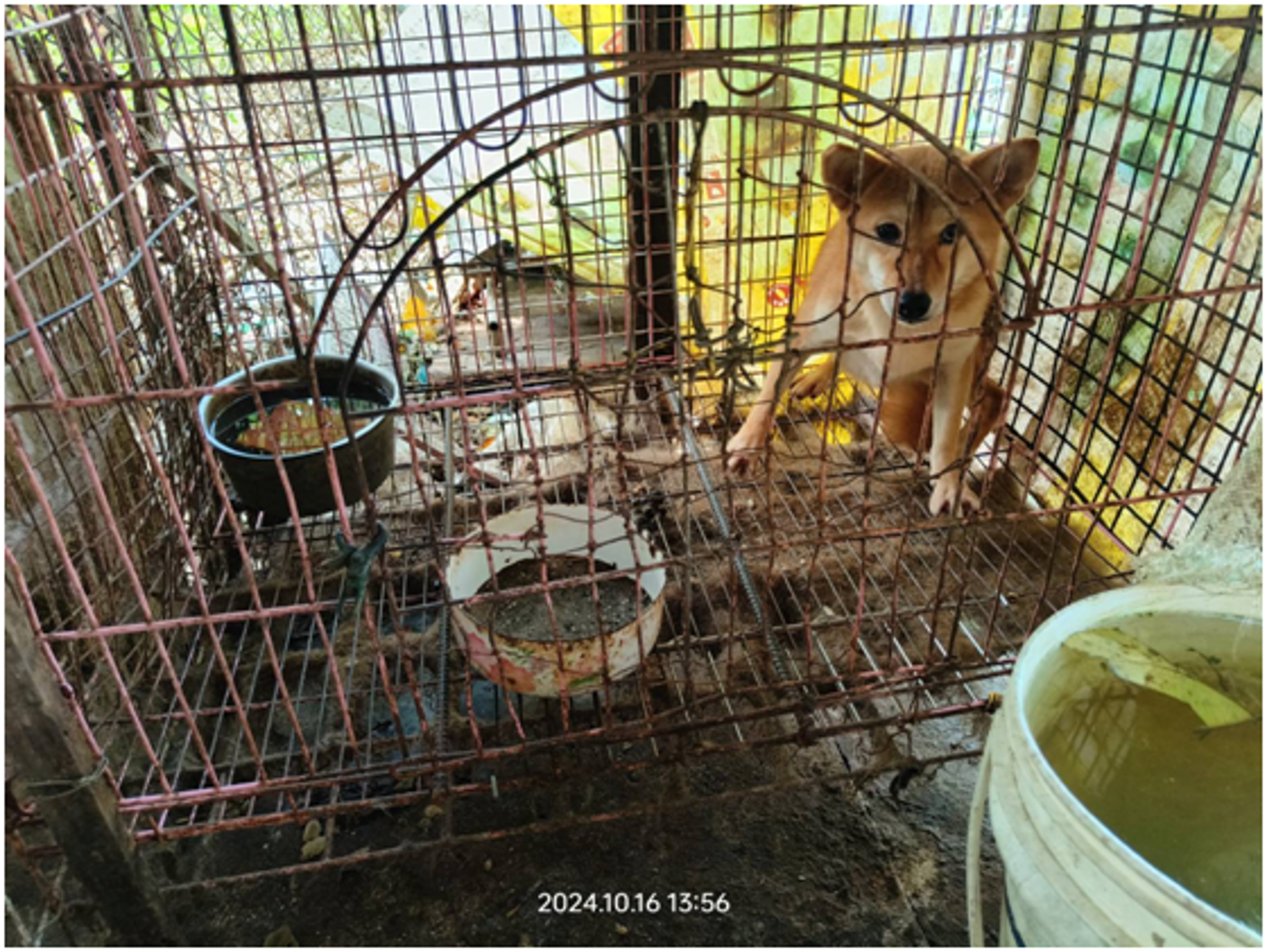 飼養場所環境不佳，未提供犬隻足夠的活動空間、清潔的食物及飲水。（新竹縣動保所提供）