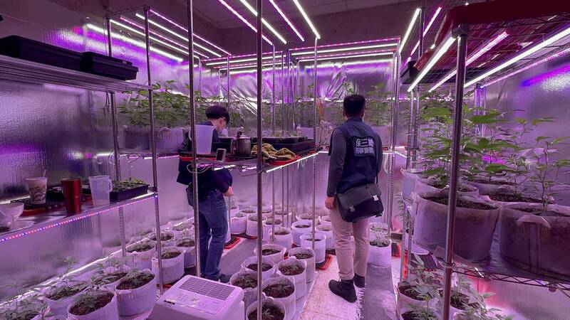 警方在歇業小吃部裡，查獲曾男將兩間包廂改建成栽種大麻的溫室，查扣272株大麻以及地批成品。（警方提供）