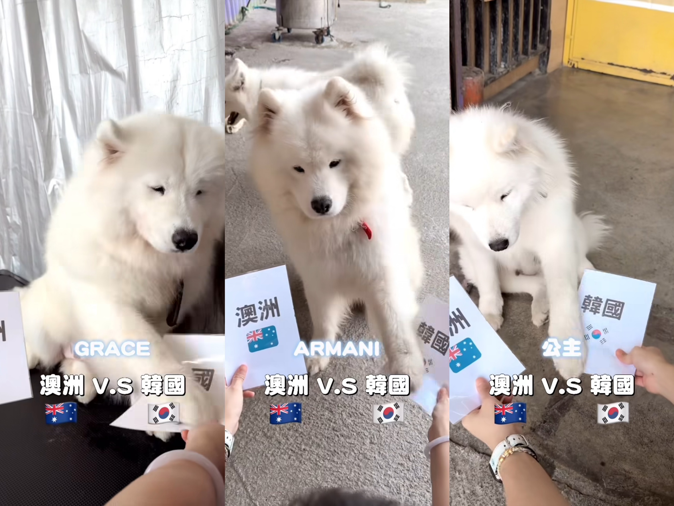 有網友分享自己分別詢問多隻薩摩耶對晚間韓澳大戰的預測結果。(翻攝自threads@smiley._.clouds)