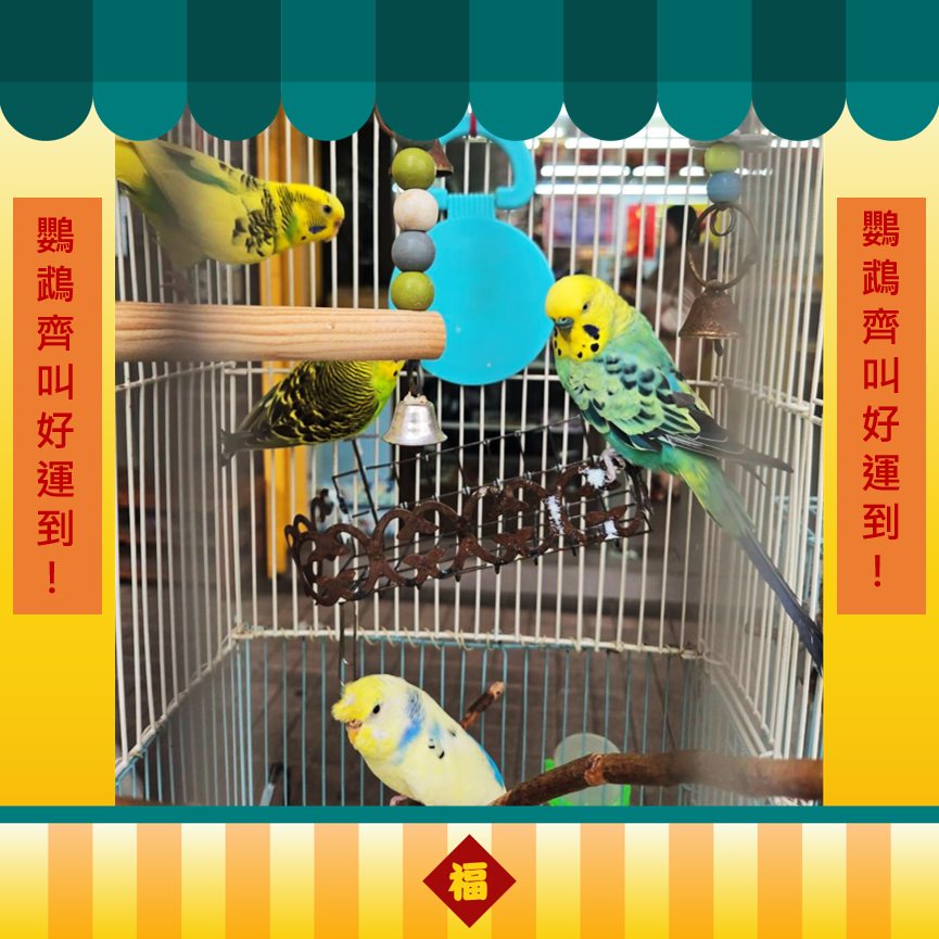 彩券行幸運鸚鵡。（翻攝台彩樂Now事臉書）