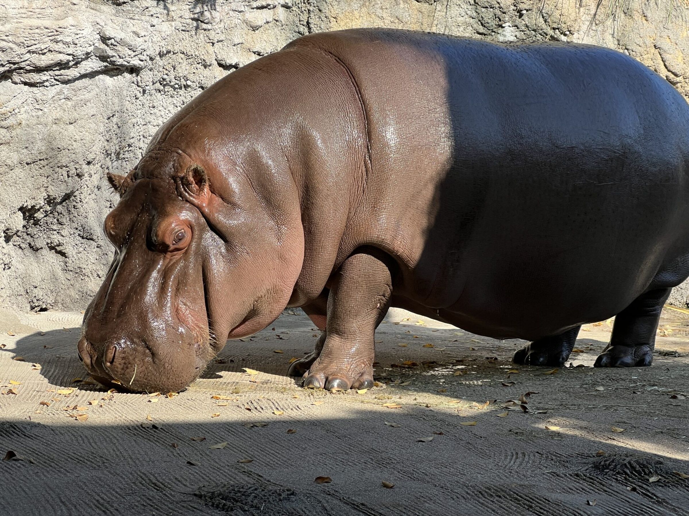 日本大阪天王寺動物園的人氣河馬「小源」,相隔7年才被發現其實是母的!(翻攝自「地方独立行政法人天王寺動物園」官網)