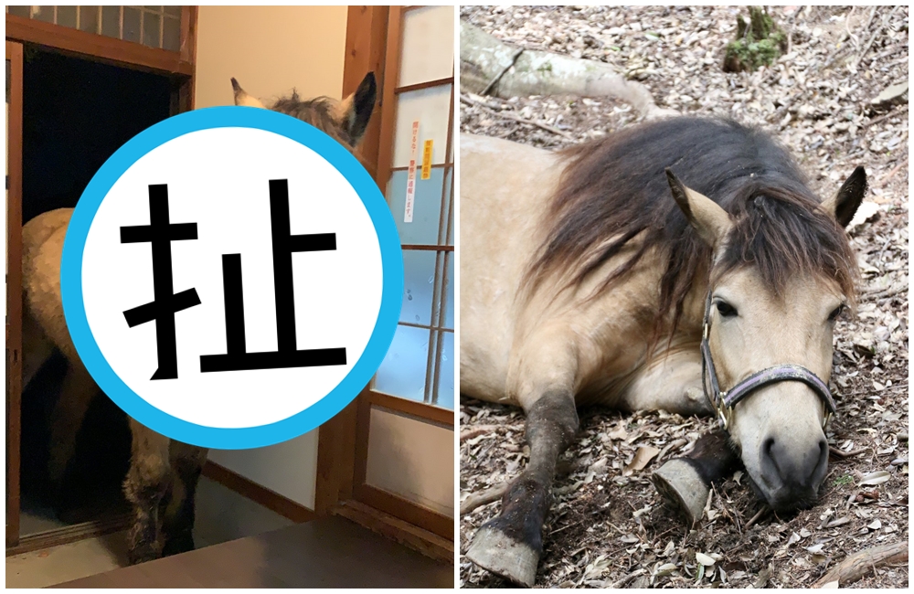 一匹馬站在日式房屋的玄關處，向前探頭宛如正在疑惑「我家人都去哪啦」。（翻攝自X@yoshikawa8izume）