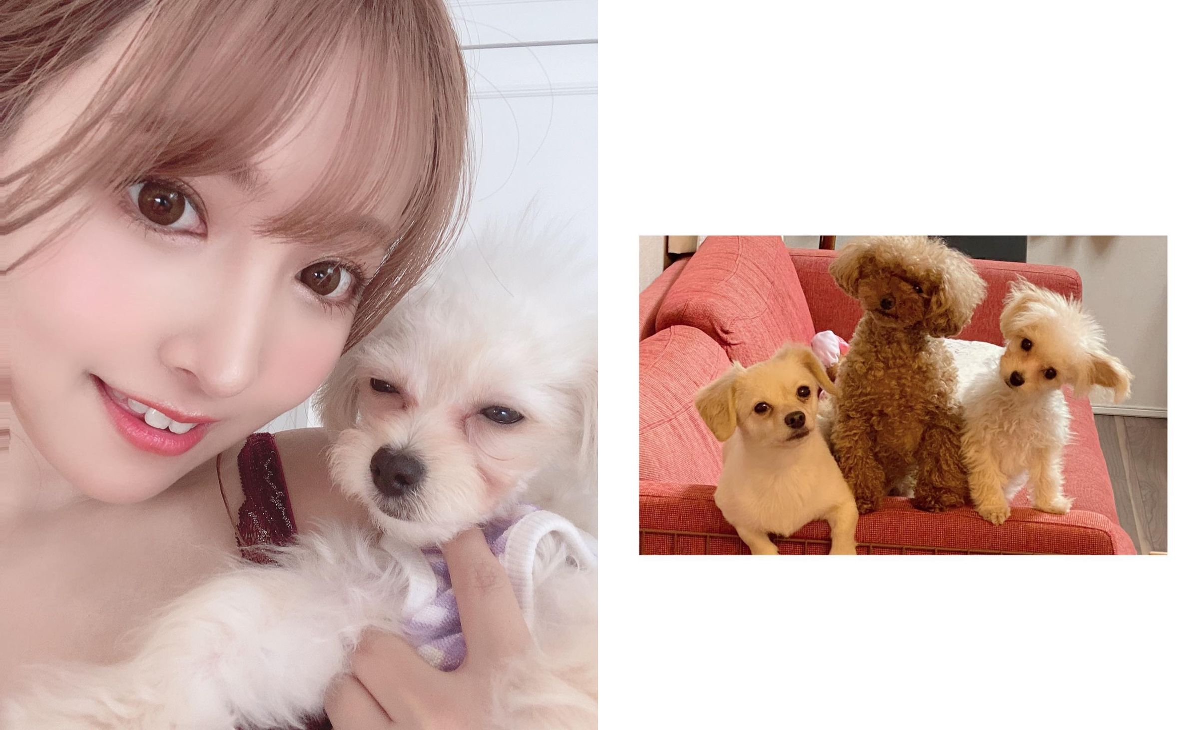 三上悠亞有三隻愛犬，她笑說狗狗過得比她還好。（翻攝三上悠亞INS)