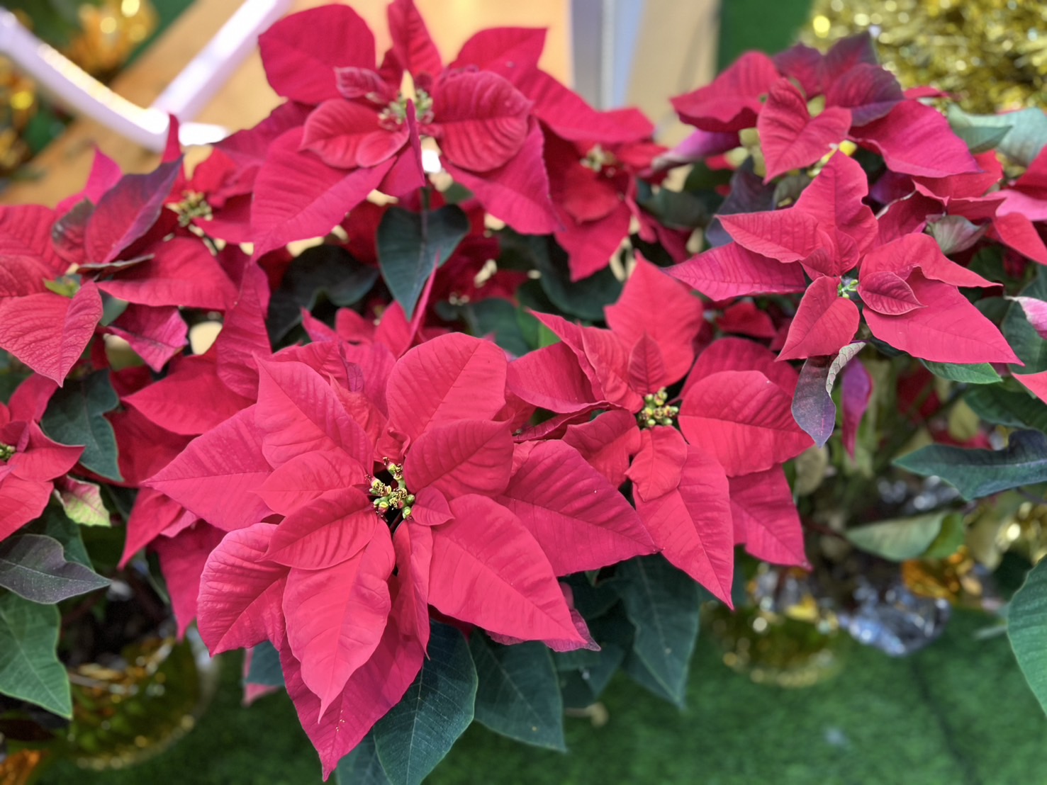 聖誕紅照顧小祕訣公開，寒流來時應減少澆水，待天氣回溫至17°C以上再正常澆水即可。（新北市景觀處提供）