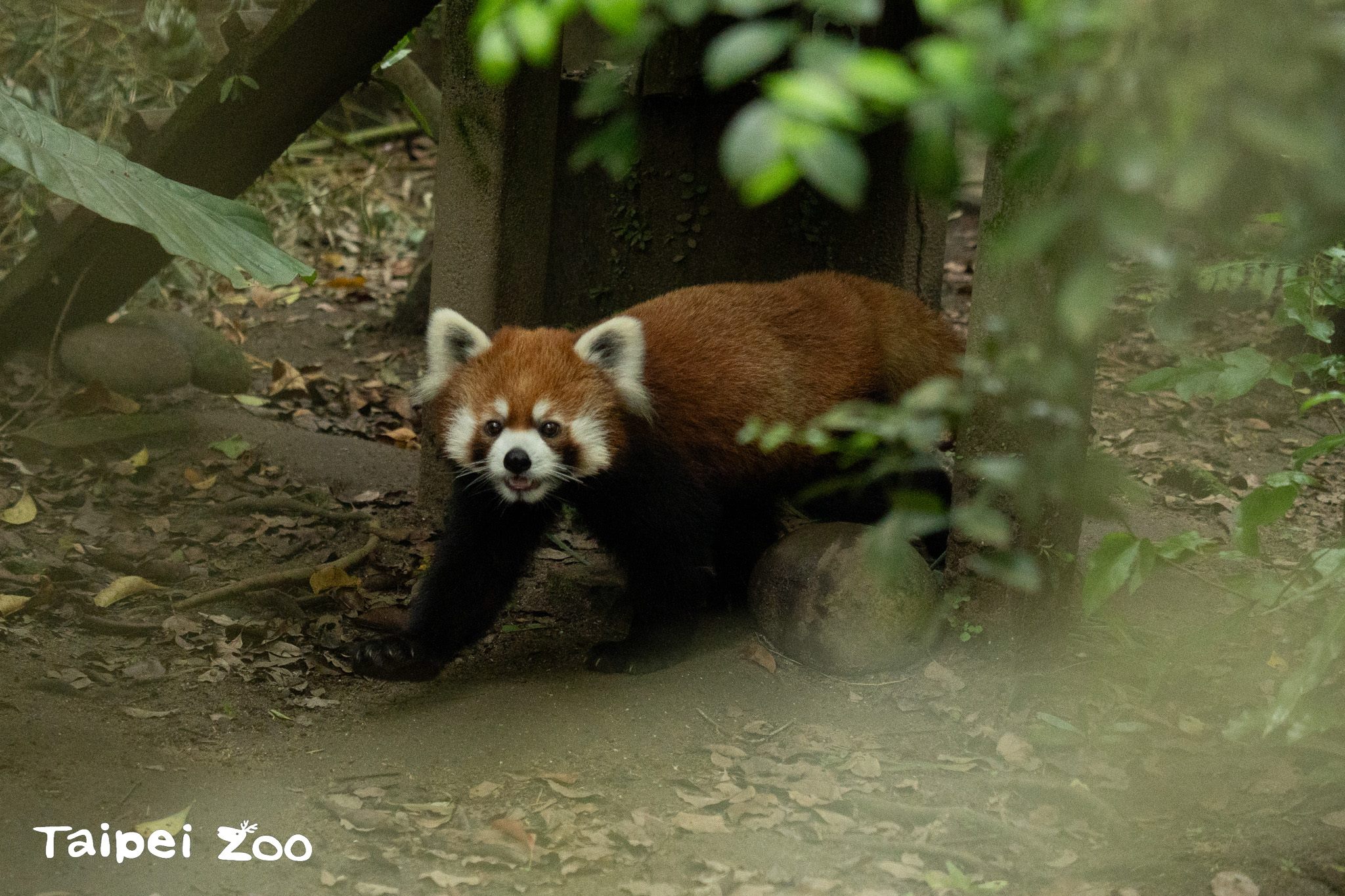 小貓熊「未來」好奇地四處探索。(台北市立動物園提供)