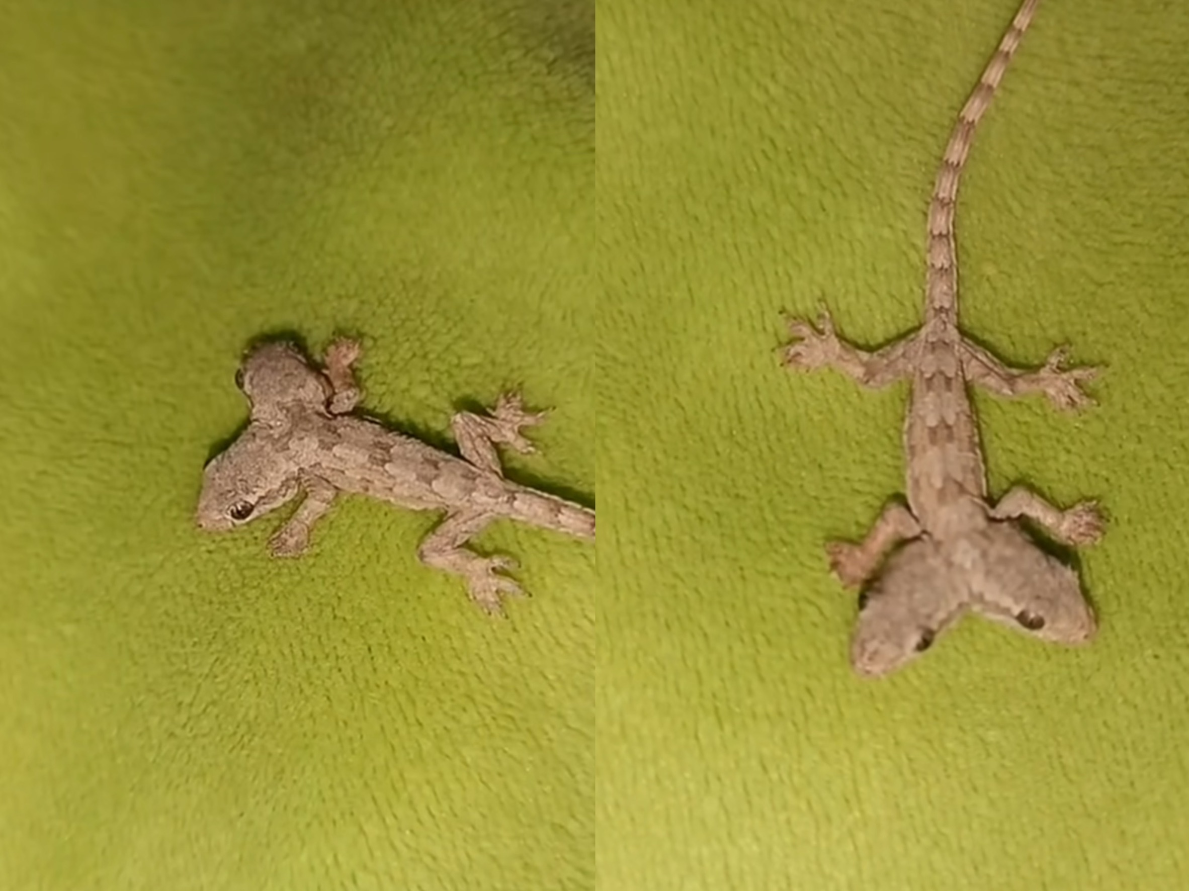 一位泰國網友在網路上貼出一隻「雙頭」爬蟲動物的影片，並詢問這是什麼生物。（翻攝自臉書社團นี่ตัวอะไร）