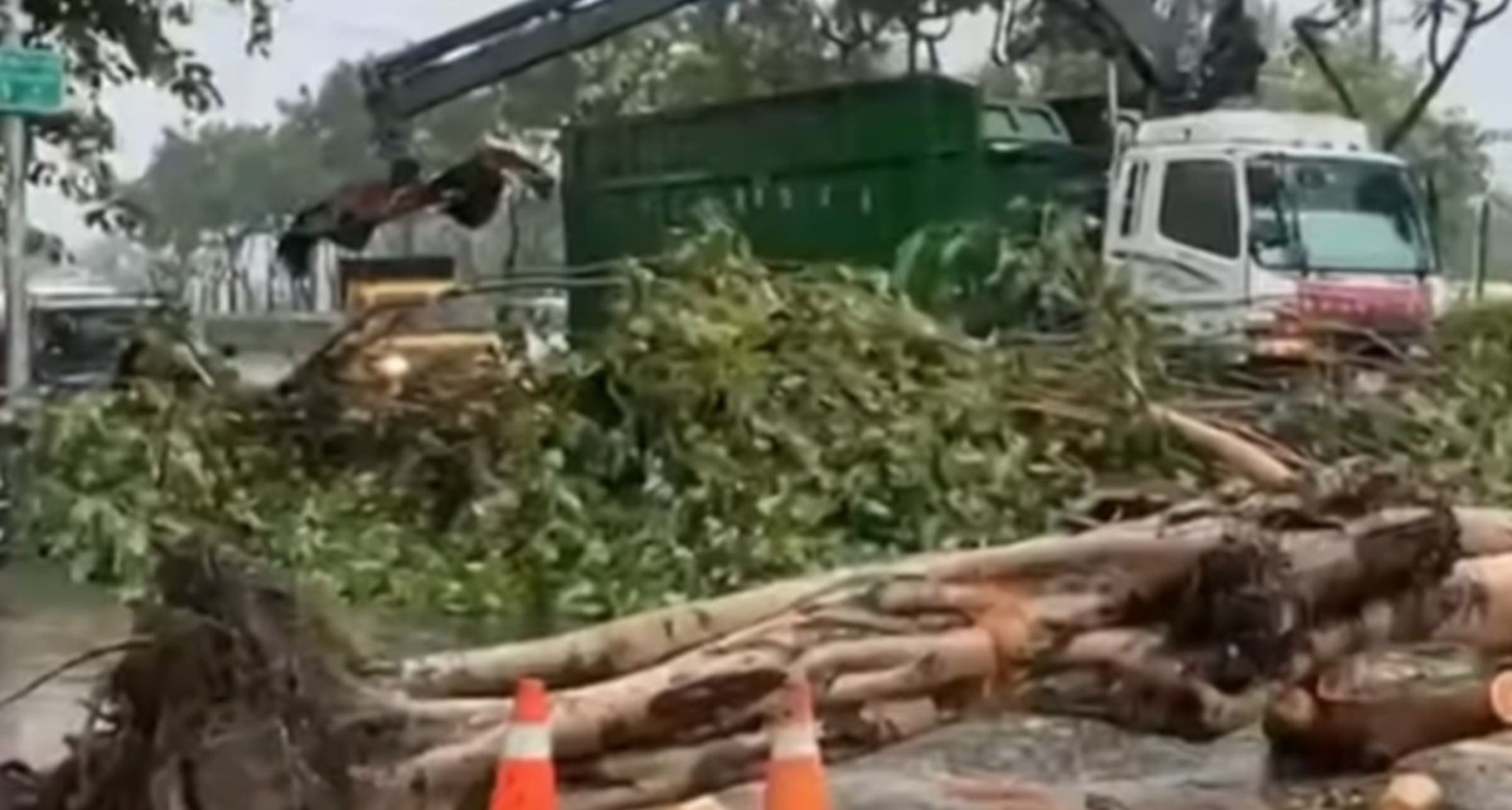 高雄市鳳山區建國一路昨有一名婦女遭路樹壓倒,不幸身亡。(翻攝畫面)