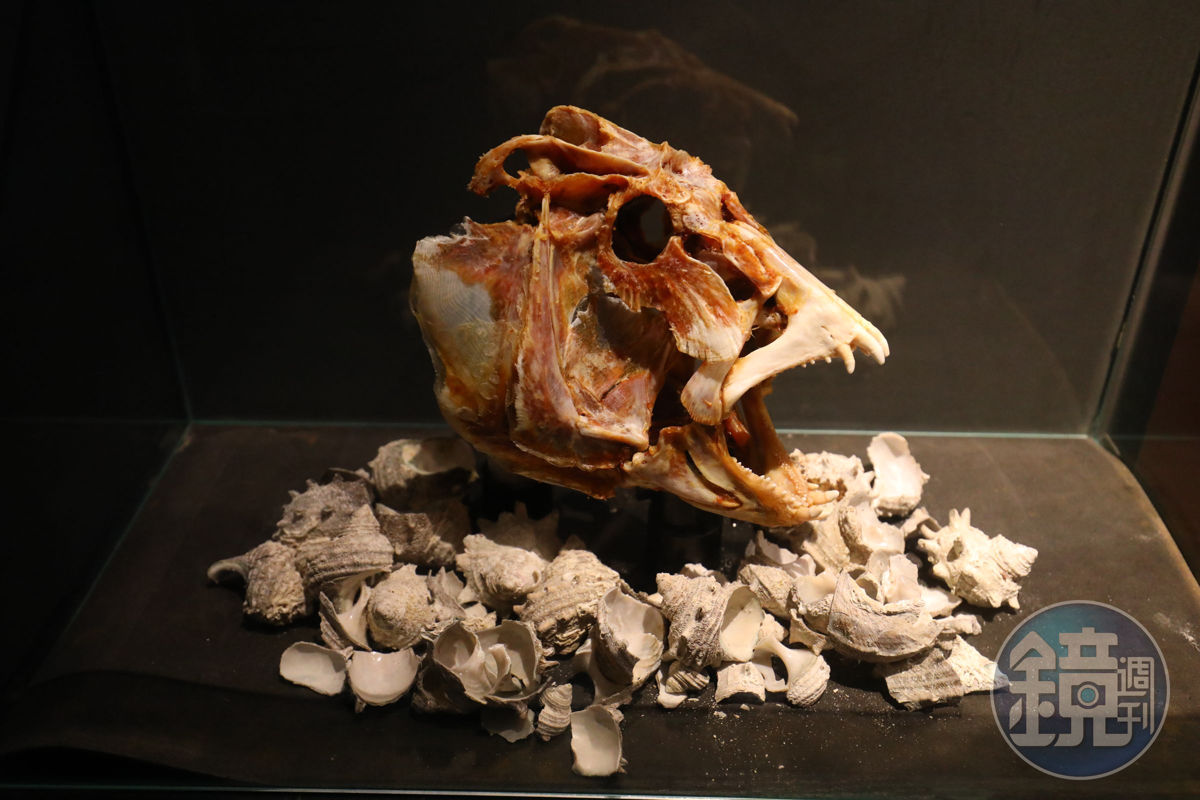 名為「瘤鯛」或「金黃突額隆頭魚」的頭蓋骨標本，是2014年在戶賀灣捕獲，這種魚可長到1公尺長，非常凶猛。