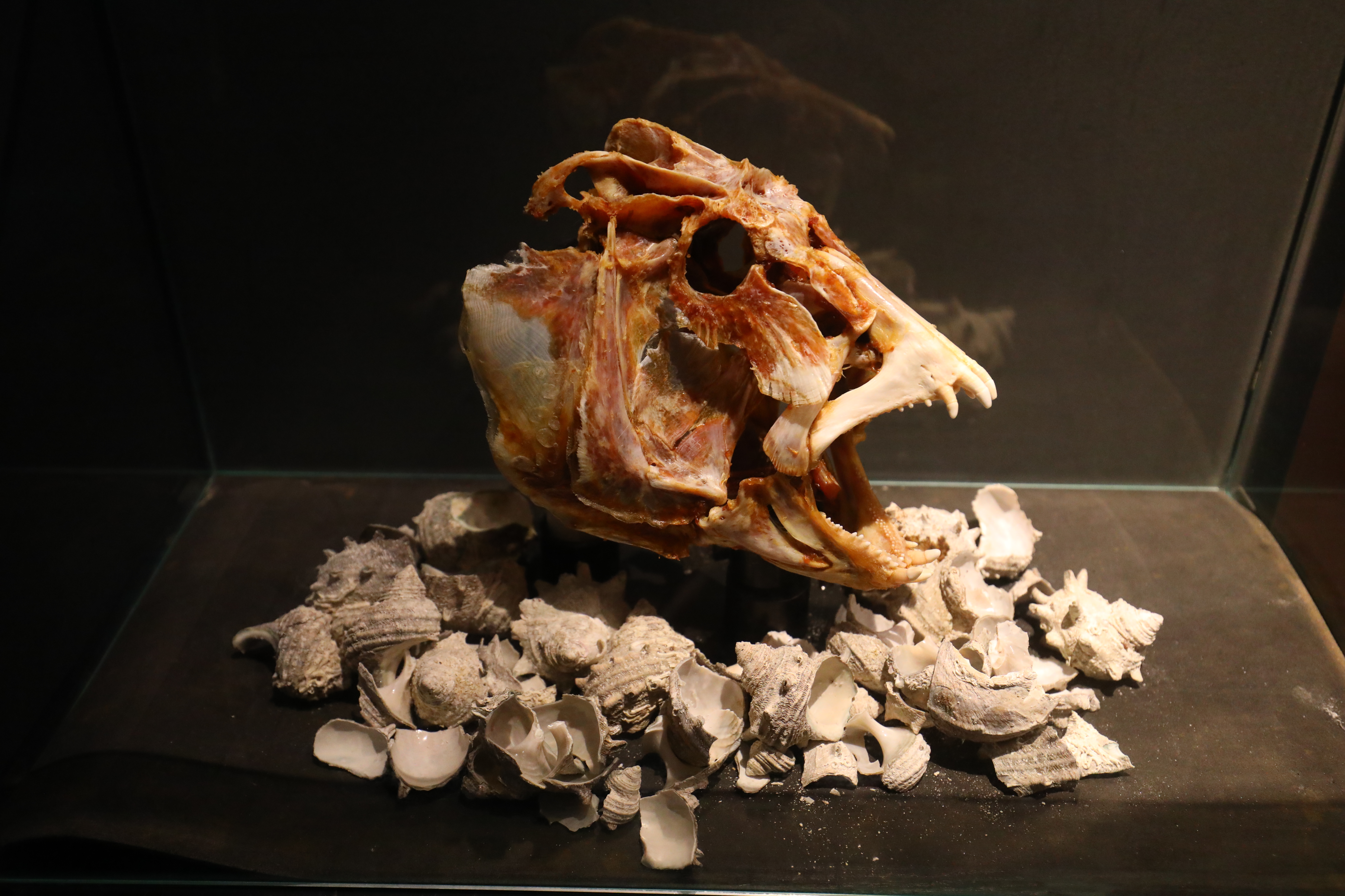 名為「瘤鯛」或「金黃突額隆頭魚」的頭蓋骨標本,是2014年在戶賀灣捕獲,這種魚可長到1公尺長,非常凶猛。