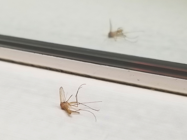 今年入夏（5月）以來第3例本土登革熱病例，為居住花蓮縣30多歲男性。（示意圖，photoAC）