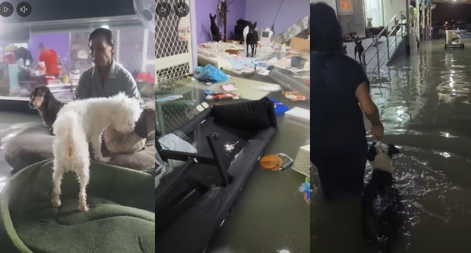 鳳凰颱風肆虐宜蘭，「飛翔蜜境」泡水成汪星漂流記，主人拉著墊子載狗狗逃命，畫面令人鼻酸。（翻攝自臉書/飛翔蜜境-社團法人台灣莉丰慧民 V 關懷動物協會）