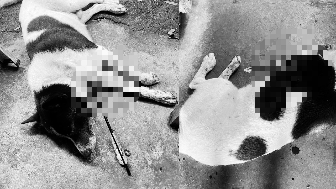 苗栗三義驚爆拿弓箭射狗。（翻攝自曾玟學臉書）