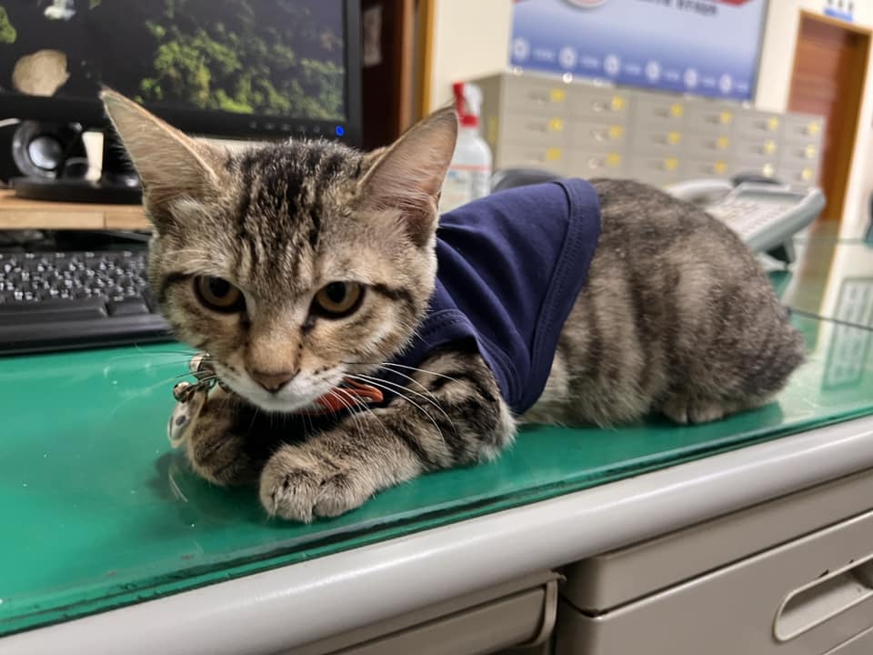 台中市豐原區翁子派出所的貓警長「伍丼么」成為網紅，有粉絲送一箱罐罐給派出所。（翻攝自翁子派出所臉書）