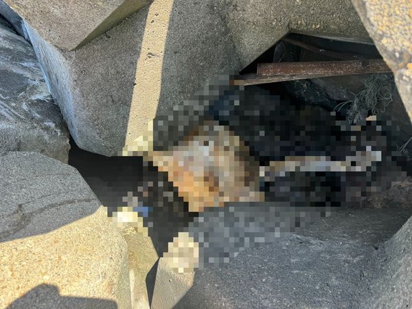 彰濱西三路堤防的消波塊縫隙赫見白色腳掌，引來大批警消到場。（翻攝畫面）