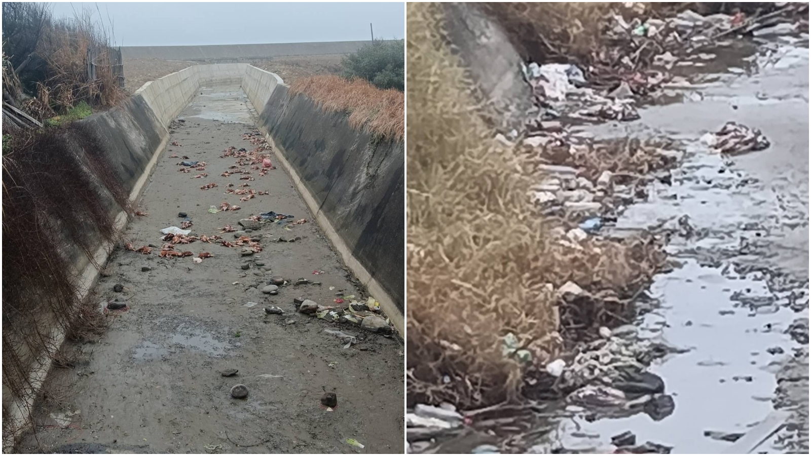 苗栗後龍大排驚見百隻病死雞屍體。（翻攝臉書社團「後龍大小事」）