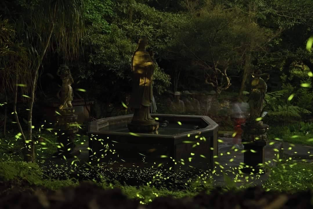 ▲上善池生態園區經過里民們的清淤，現已水源乾淨並成功復育螢火蟲。(新北市政府城鄉發展局提供)
