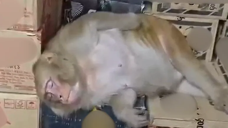 印度一隻猴子突然闖入酒鋪,大口喝下約半瓶伏特加後不勝酒力,直接醉倒在酒箱上。(翻攝自X@Wallahhabebe)
