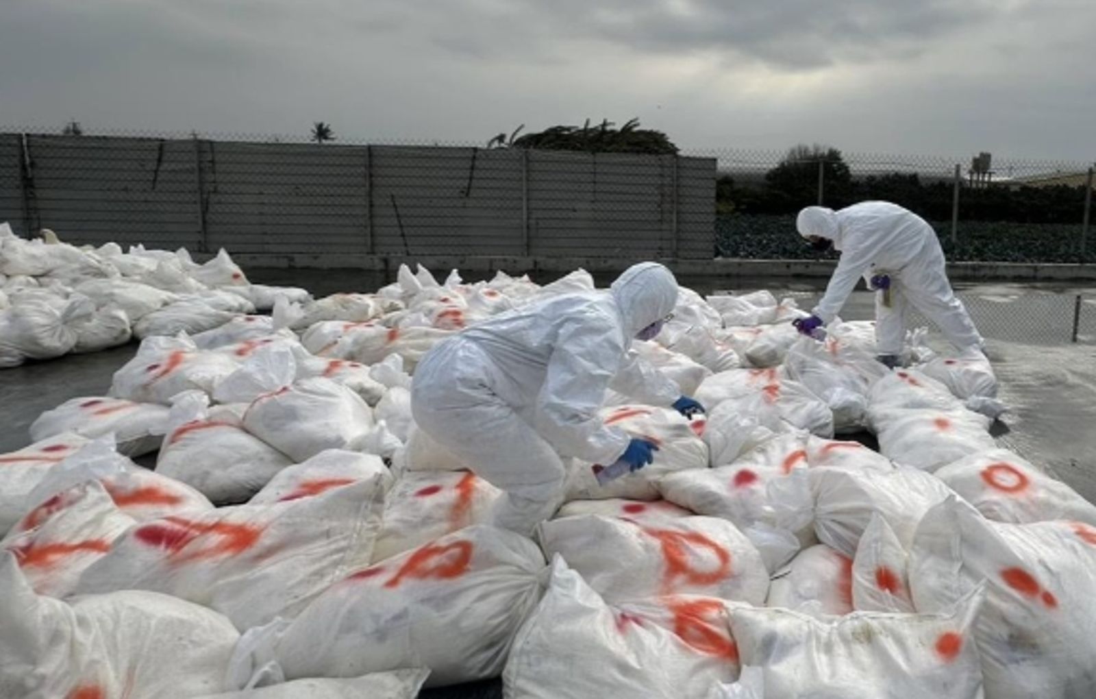 彰化再爆H5N1亞型高病原性禽流感 逾2.7萬隻雞遭撲殺