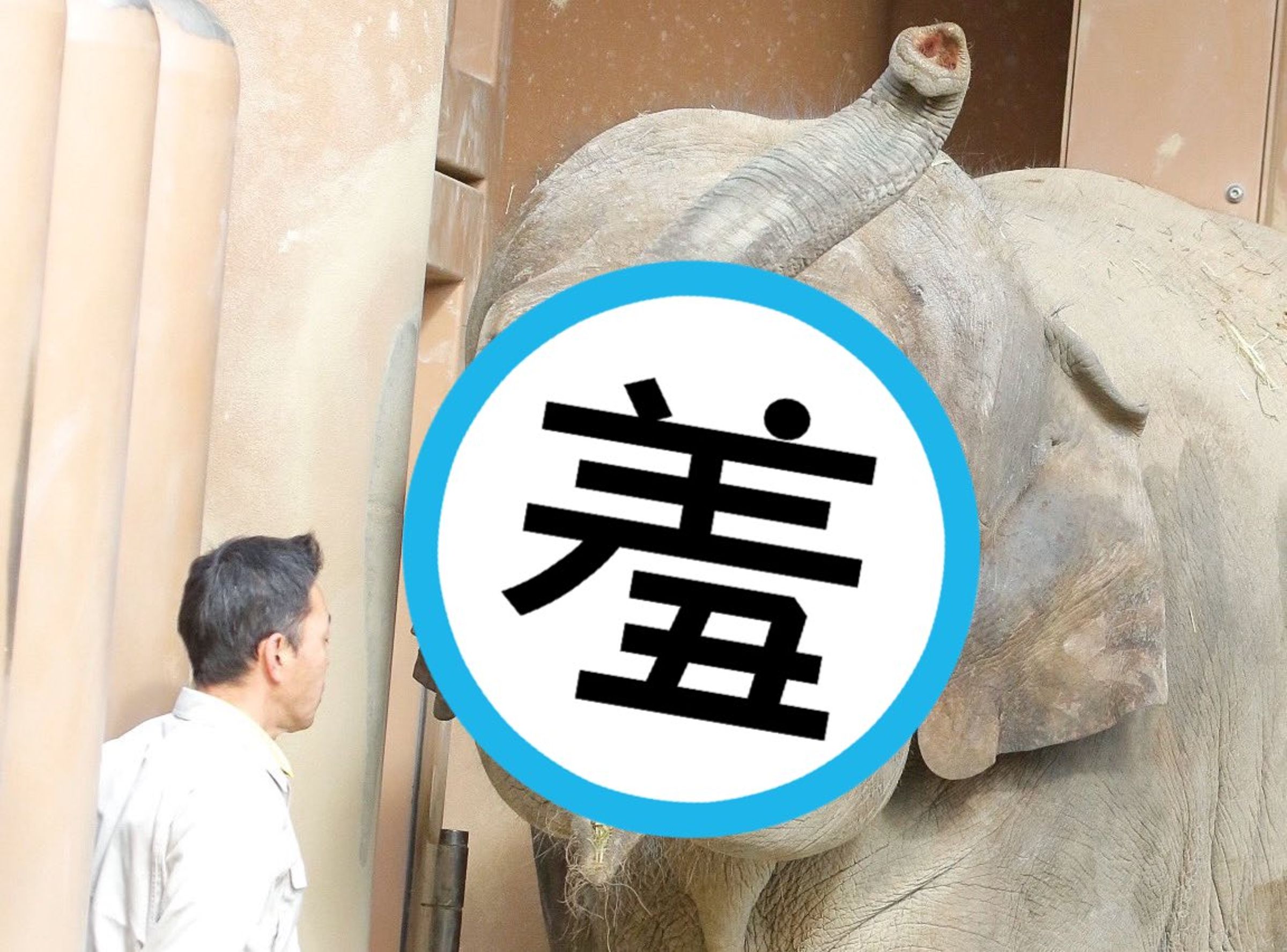 亞洲象「櫻花」的一個表情,在網路上掀起熱烈迴響。(翻攝X@hanapuki315)