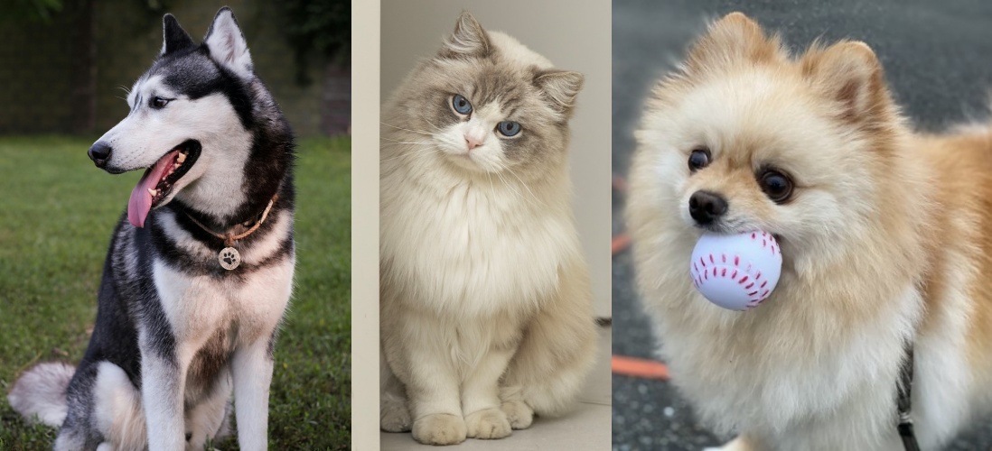 蔡男控屋況差害死3毛孩，求償60萬遭法院打槍。（示意圖，非當事寵物／pexels、photo-ac、東方IC）