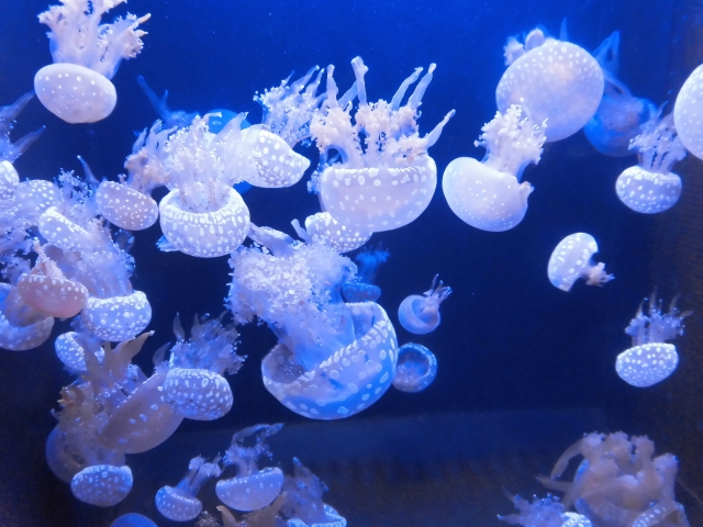 法國格拉沃利納核電廠因水母入侵，驚傳全面停機。（示意圖，photoAC）