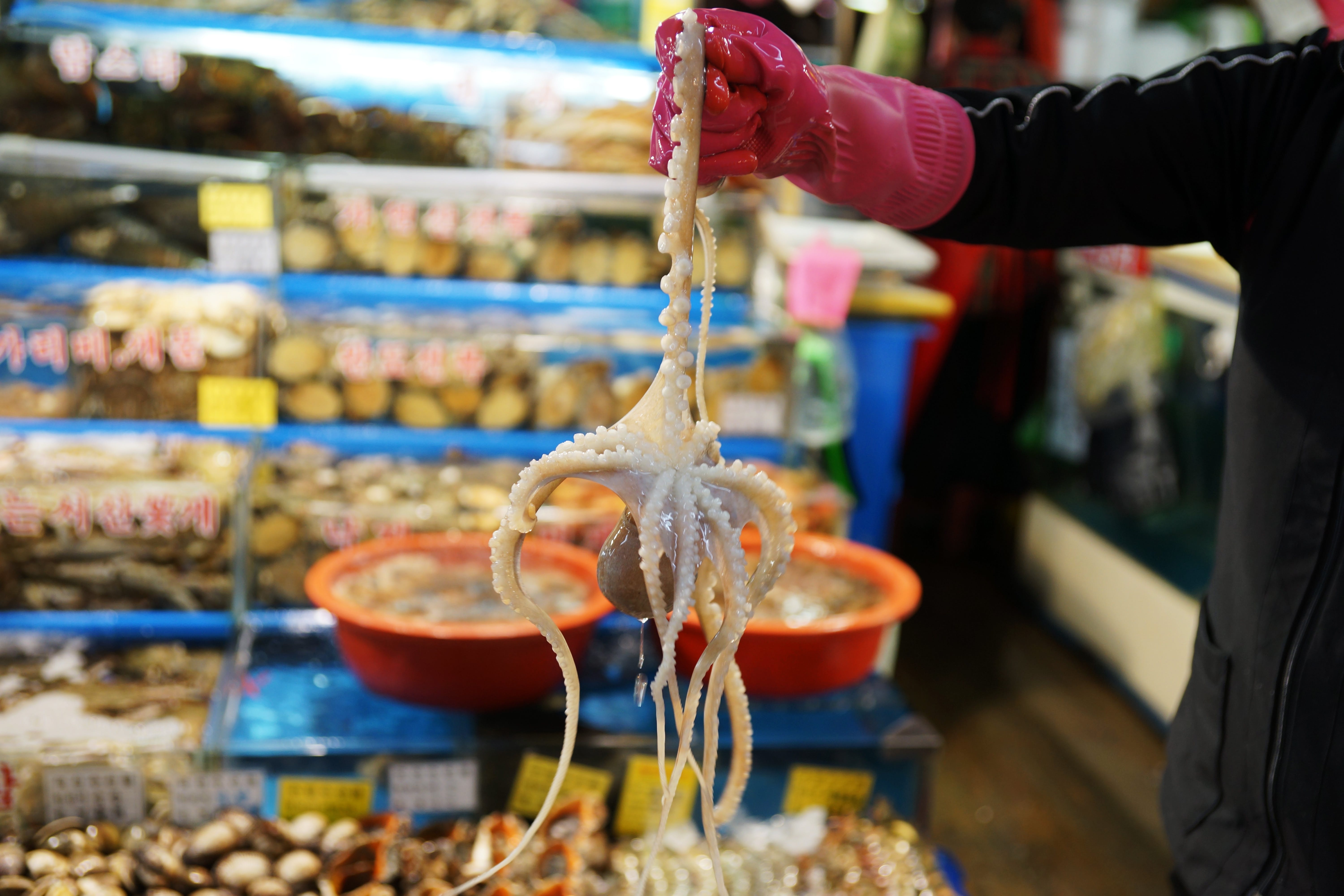 韓國一名老翁吃生章魚時，章魚腳塞住呼吸道導致窒息身亡。章魚示意圖。（取自Pexels）