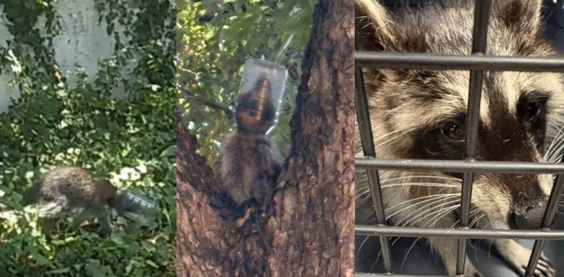 這隻浣熊因尋找食物而陷入困境並在住宅區遊蕩多日，最終在達拉斯動物服務處工作人員的耐心等候下順利獲救。（翻攝自instagram/dallasanimalservices）