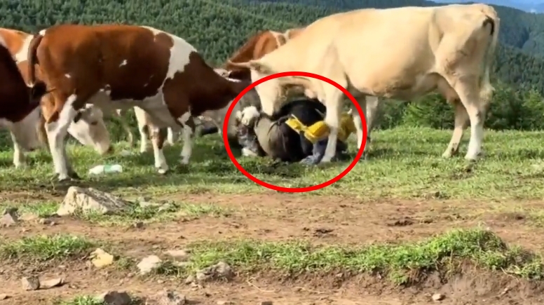 五台山遊客餵牛吃牛肉乾，牛群暴怒反擊：「人類你是什麼品種？」（翻攝自微博）