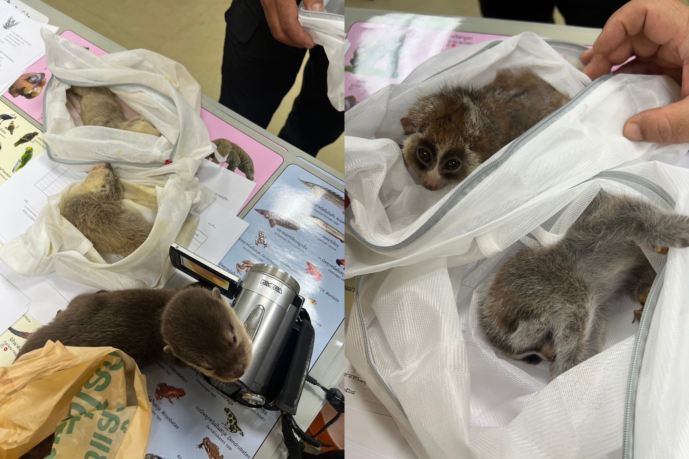 1名台灣男子涉嫌將多隻受保護的野生動物藏於身上，企圖偷運出境返台。（翻攝自กรมอุทยานแห่งชาติ สัตว์ป่า และพันธุ์พืช ）