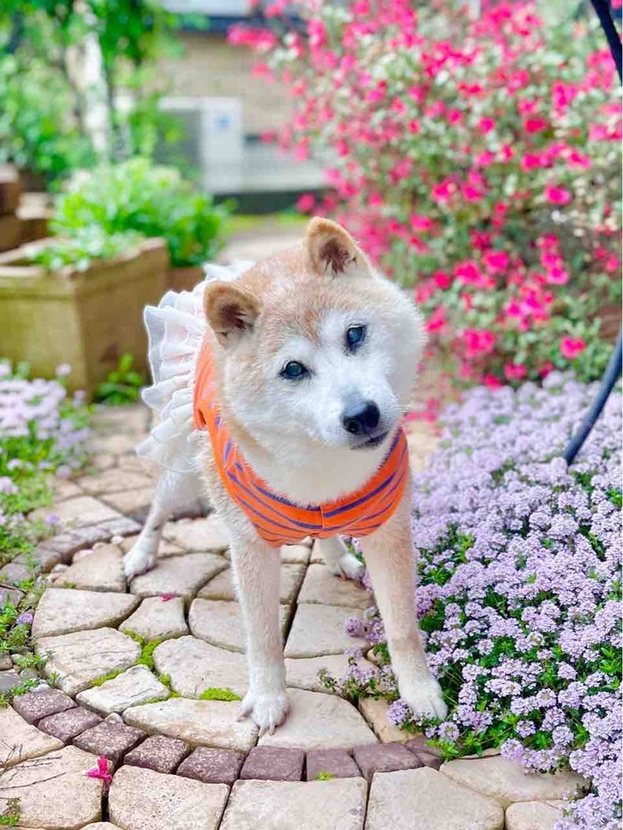 Kabosu在日本時間24日早上7時50分過世，享壽19歲。（翻自kabochan.blog.jp）