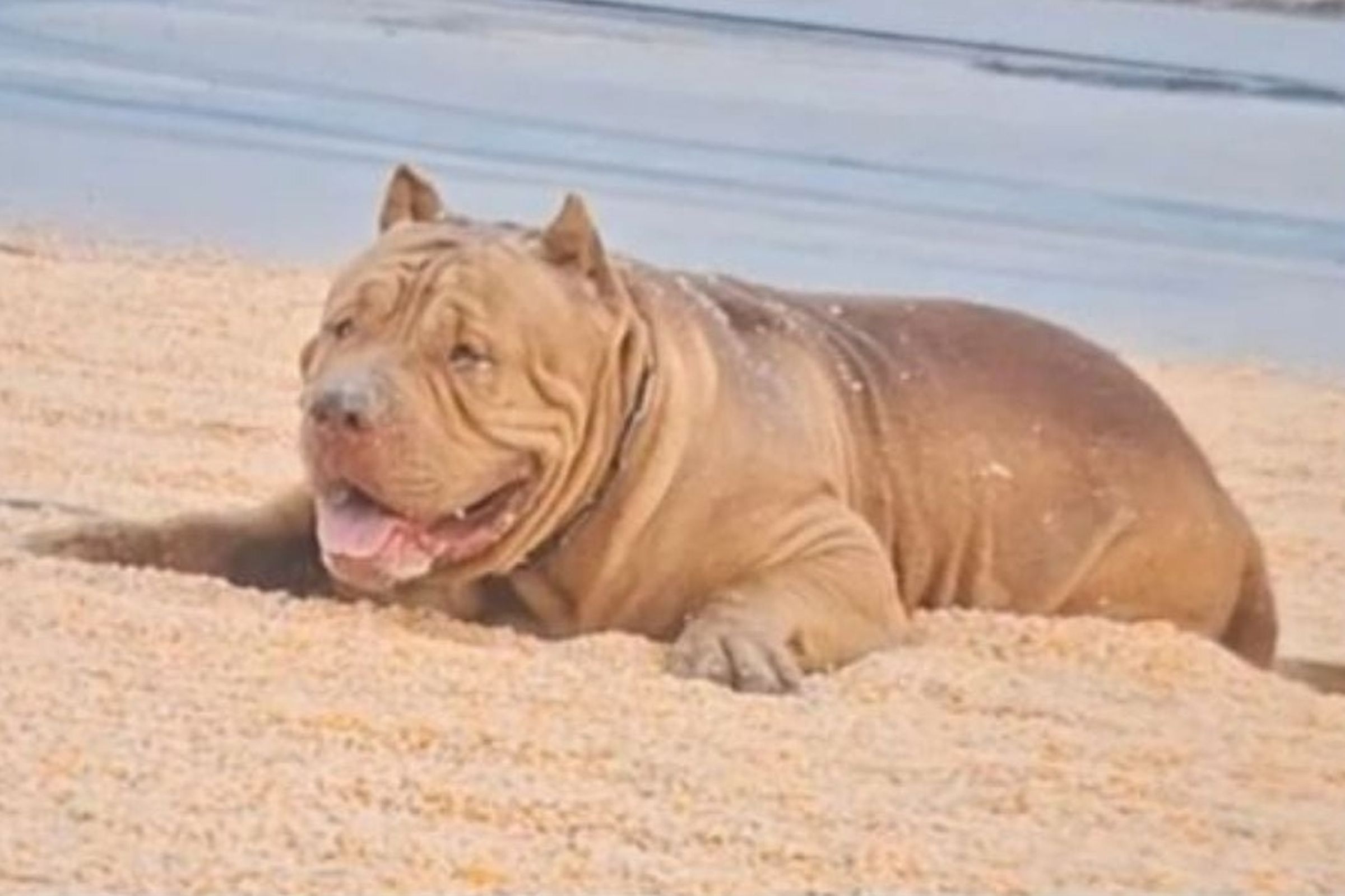 比特犬「Big」將1名僅2個月大的女嬰攻擊致死。（翻攝自thairath）