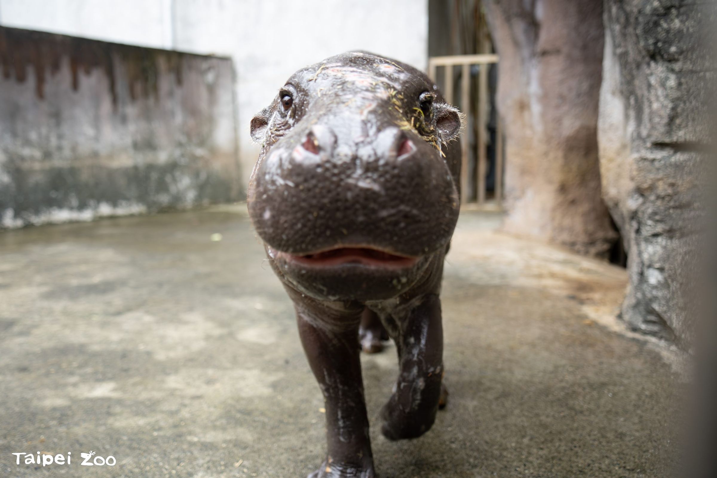 「湯包」看起來非常可愛。(台北市立動物園提供)