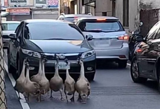 尖峰時段用路人停車禮讓「馬路VIP」鵝大爺，畫面趣味十足。（翻攝畫面）