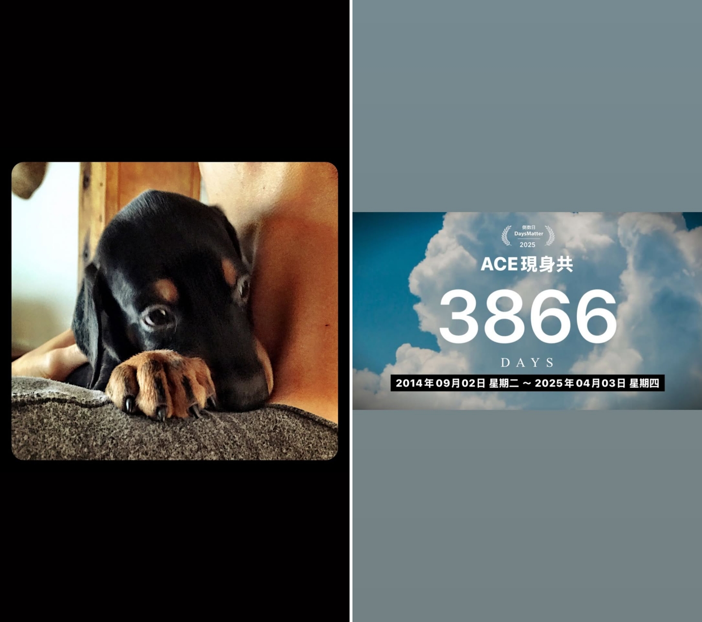 柯震東貼出Ace的萌照,也說Ace共陪伴了他3866天。(翻攝自柯震東IG)