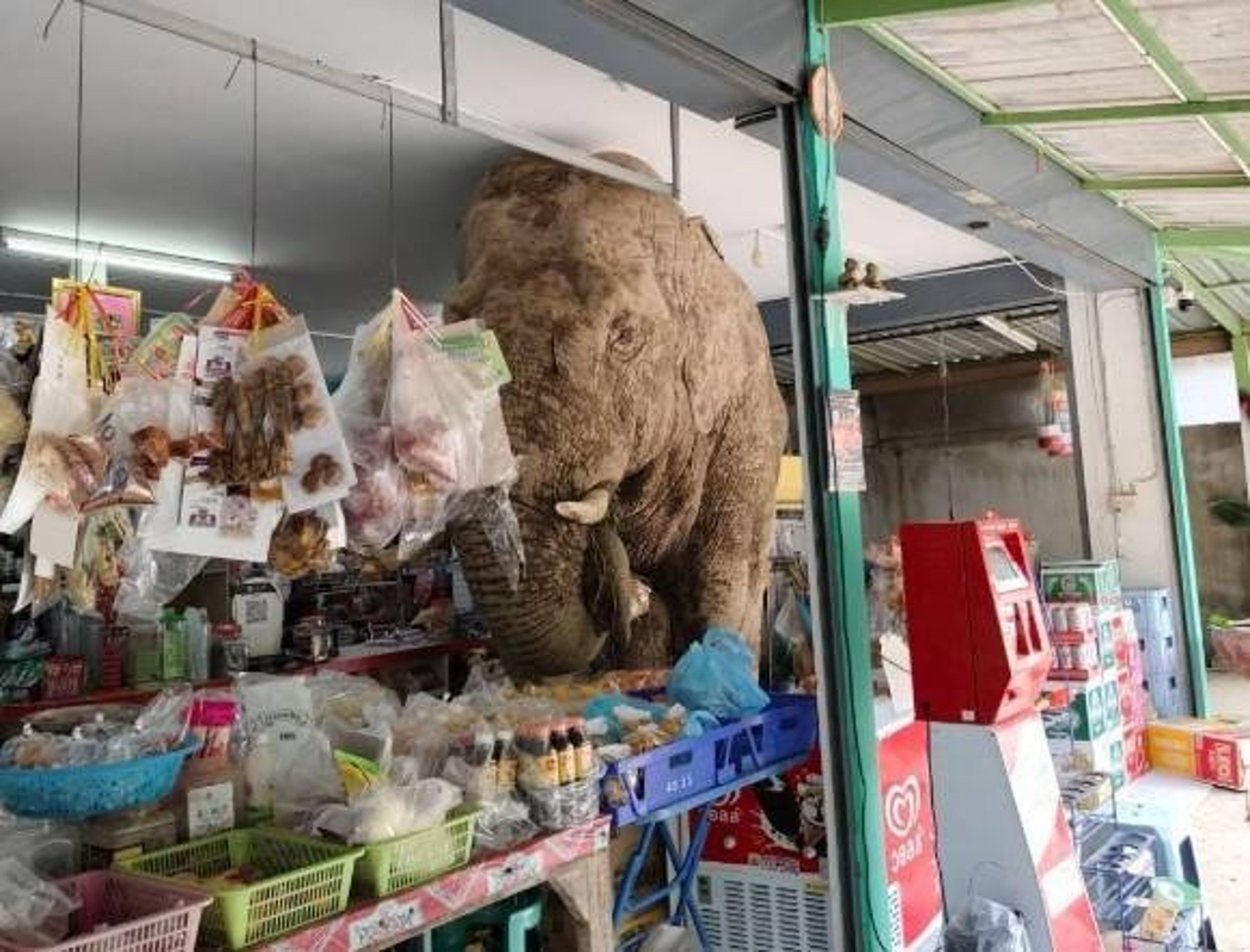 一頭野生可愛大象闖入便利商店「大快朵頤」,吃了一堆脆米餅和雞蛋後,才滿足地離開。(翻攝畫面)
