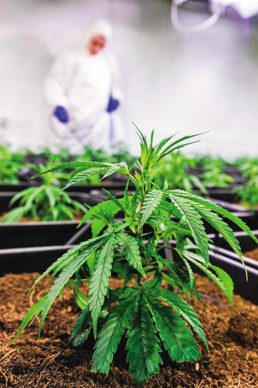 ↑大麻植物(圖)與萃取物THC均是二級毒品,運輸者最重判無期徒刑。(示意圖,pixabay)