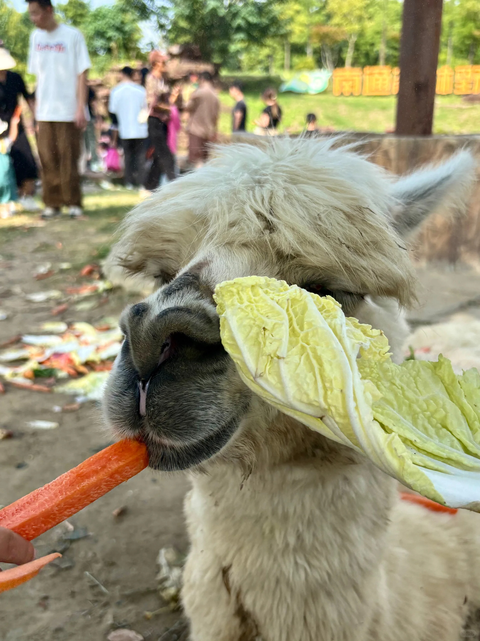 中國十一連假期間,江蘇南通森林野生動物園多隻羊駝,遭遊客瘋狂餵食。(翻攝自微博上游新聞)