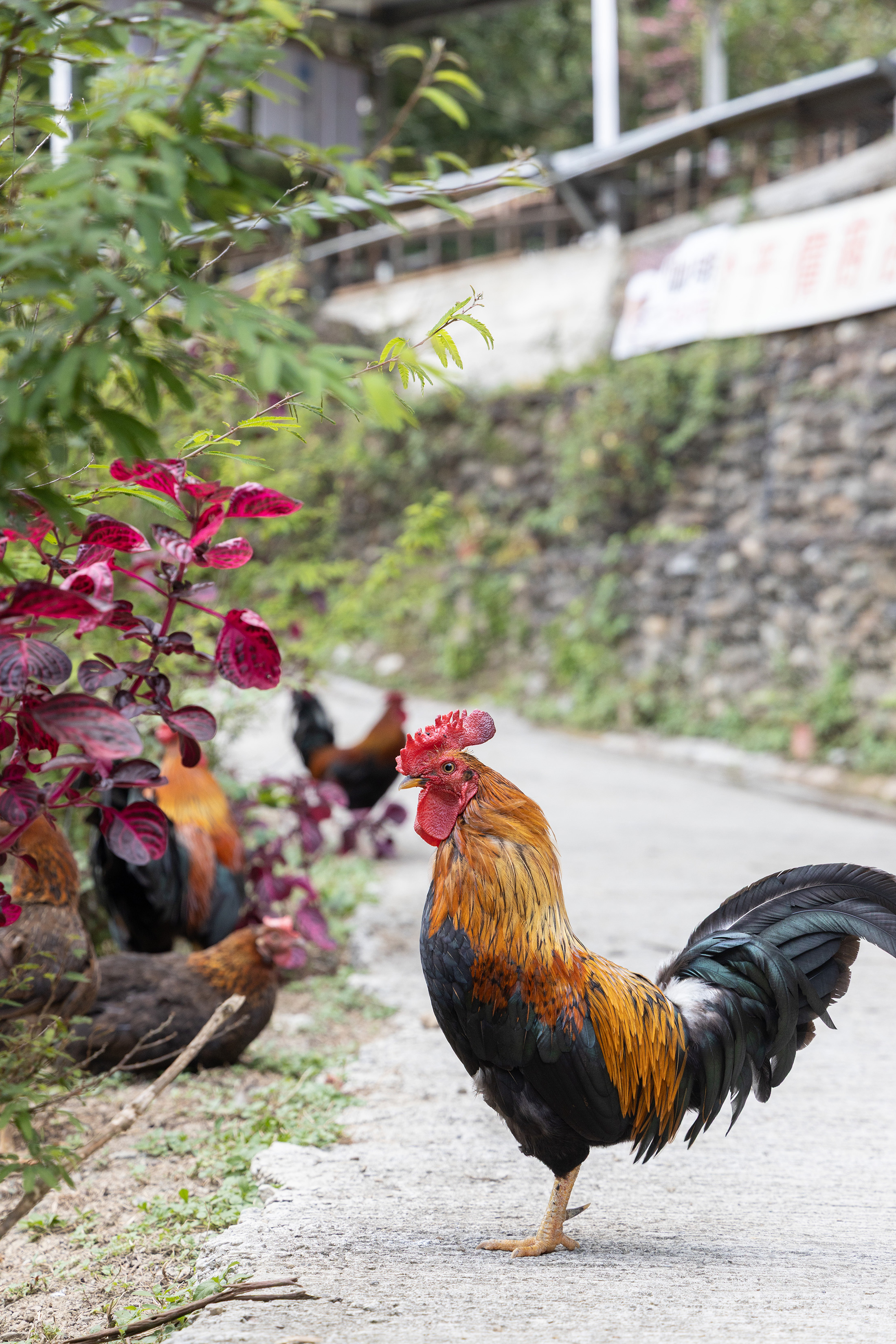 位於馬胎古道終點處旁的餐廳飼養著公雞，有時還會用雞鳴跟路過登山客打招呼。