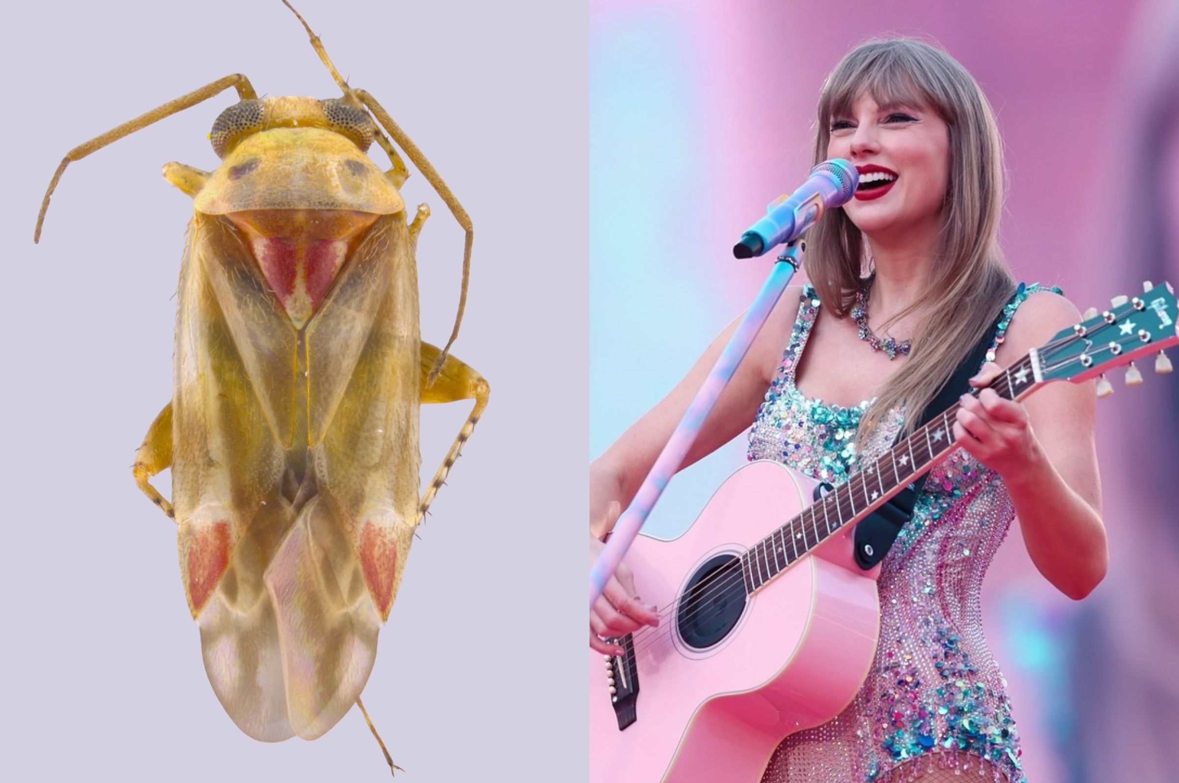 泰勒絲(Taylor Swift)與以她名字命名的新物種「Swiftiephylus taylorae」。研究人員表示,昆蟲淡黃色、帶有紅色斑紋的外型,讓人聯想到泰勒絲招牌的金髮紅唇。(翻攝UCR、taylorswift IG)