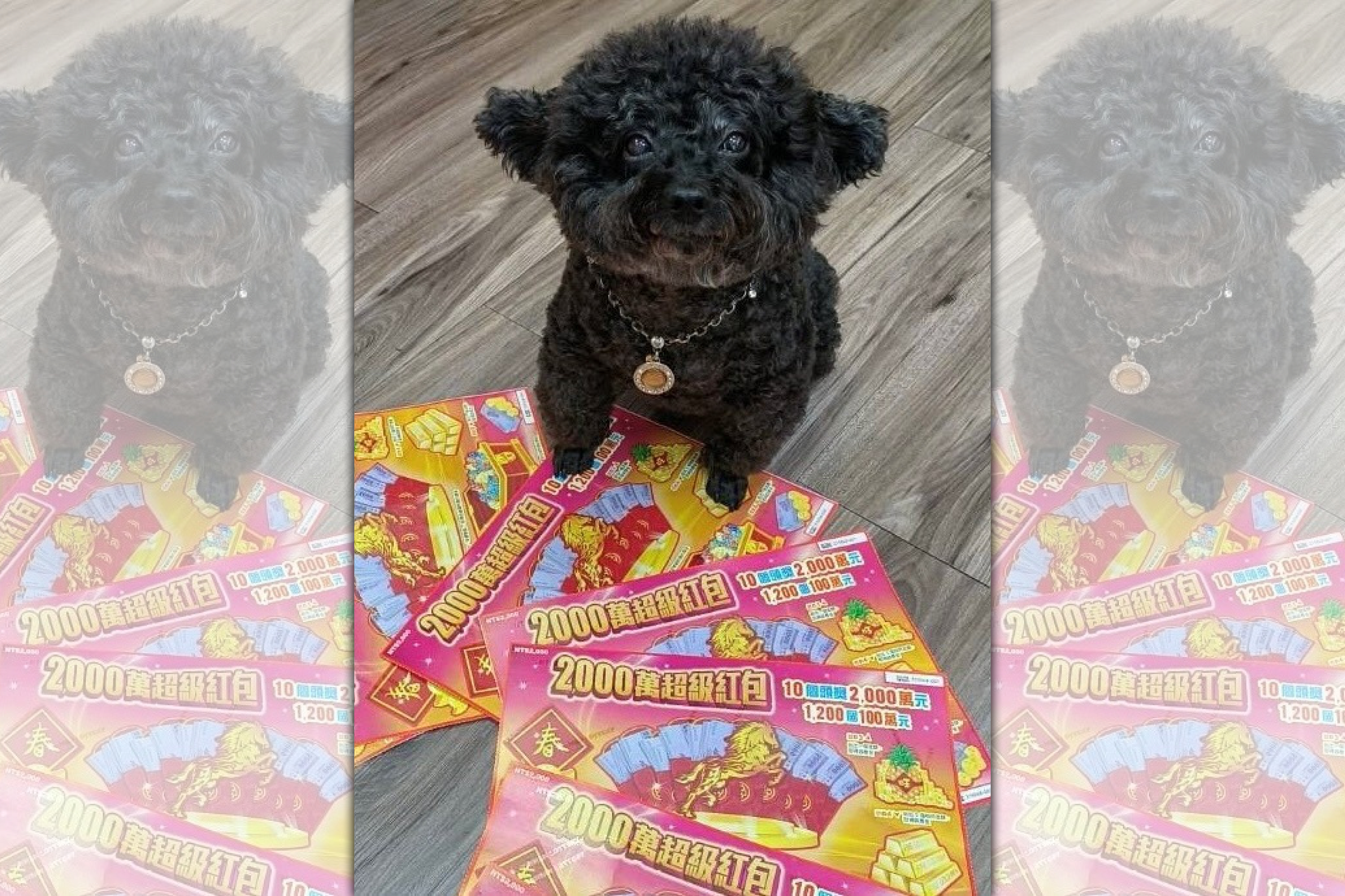 有位中年男子讓黑色貴賓犬「黑妞」挑選刮刮樂，沒想到竟中獎100萬元。（台彩提供）