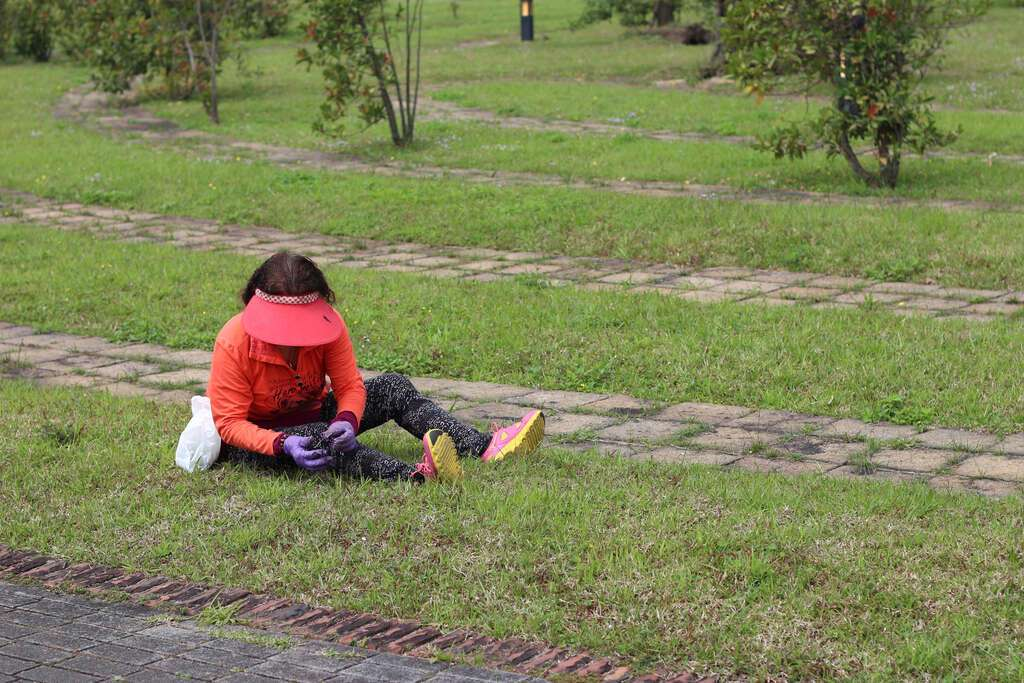 一葉草具藥用效果，一斤價格高達千元。（翻攝自北市政府觀光傳播局網站）